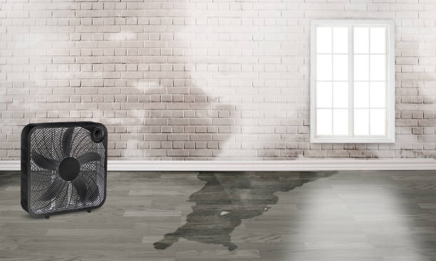 Best Water damage restoration near me  in Newtown, PA